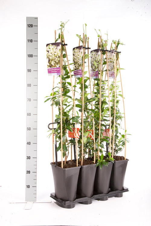 Trachelospermum jasminoides C5 (5 liters kruka) 120 cm 4 st