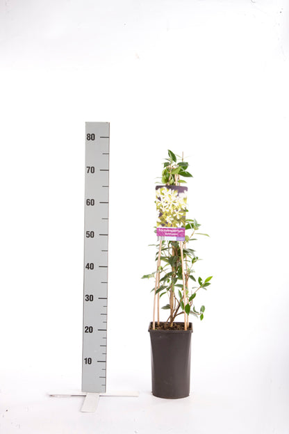 Trachelospermum jasminoides C2,5 (2,5 liters kruka) 70 cm