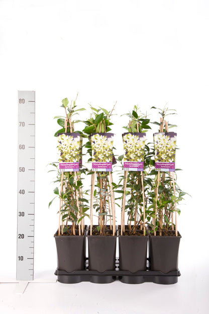 Trachelospermum jasminoides C2,5 (2,5 liters kruka) 70 cm