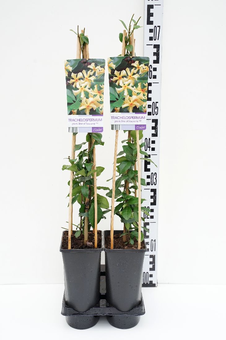 Stjärnjasmin j. &