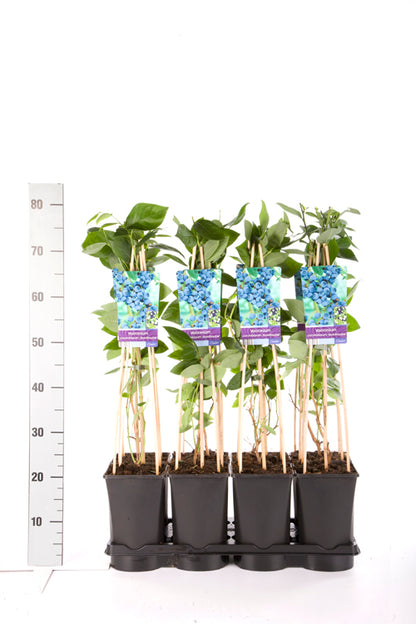 Vaccinium cor. &