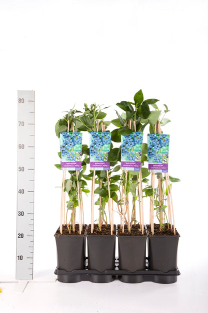 Vaccinium cor. &