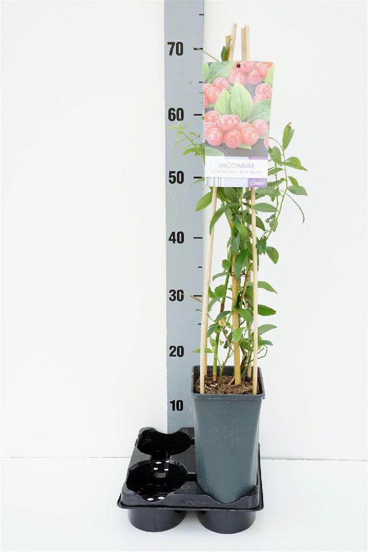 Vaccinium cor. &