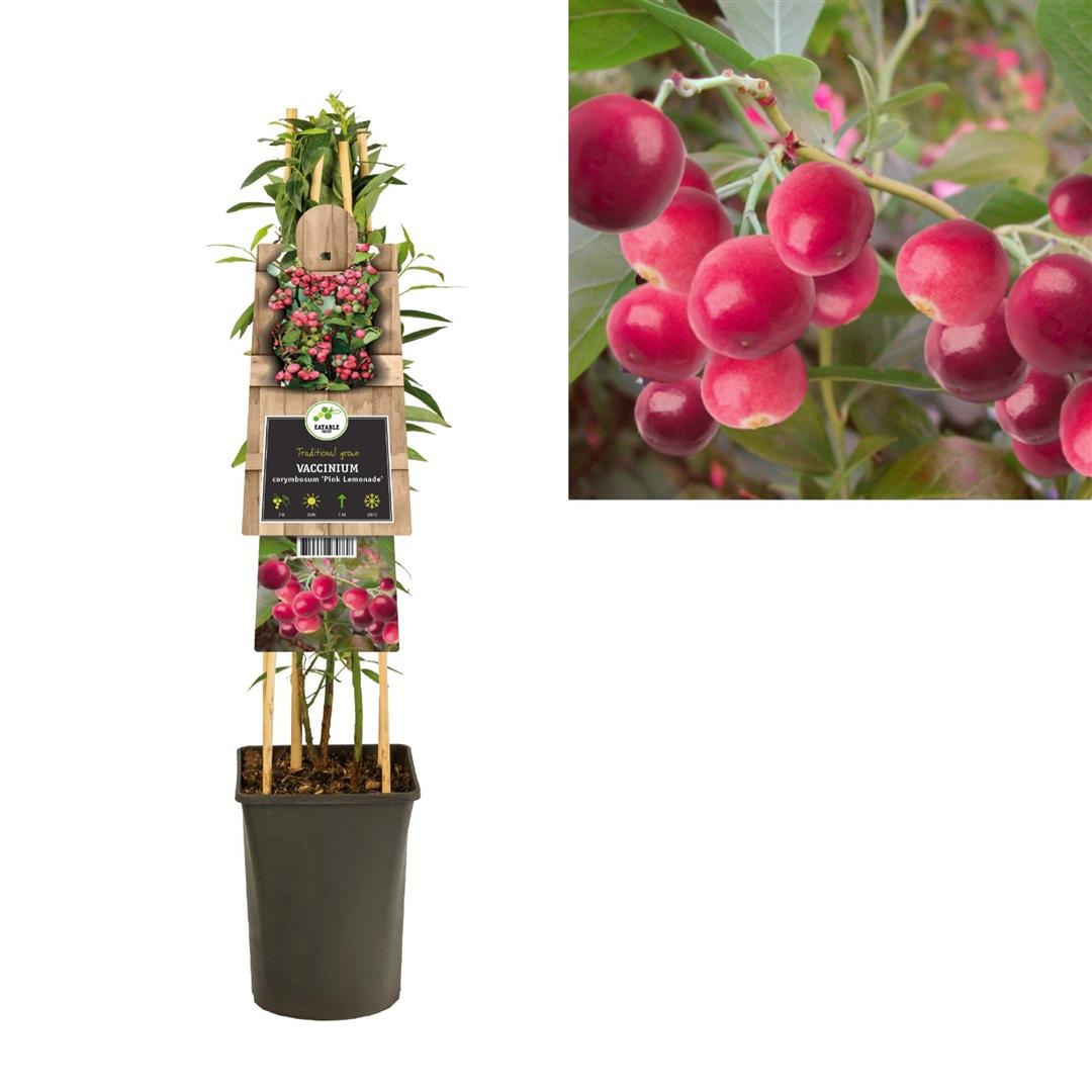 Vaccinium cor. &