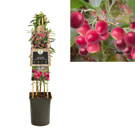 Vaccinium cor. 'Pink Lemonade'® (middle)