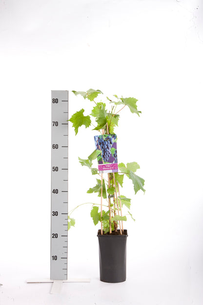 Vitis &