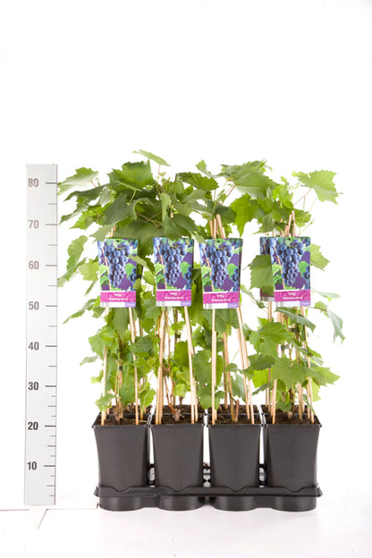 Vitis &