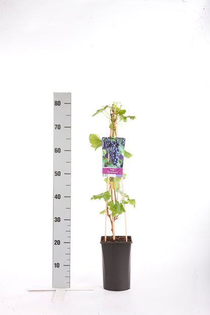Vitis &
