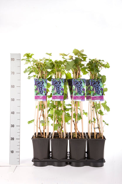 Vitis &