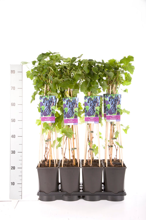 Vitis &