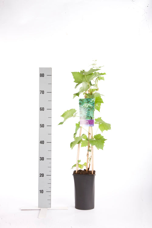 Vitis &