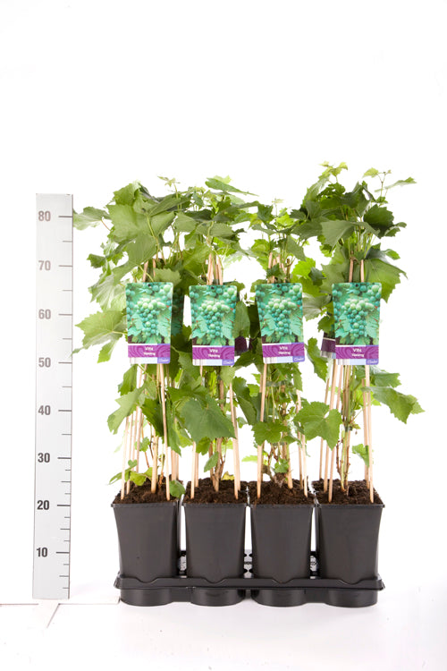 Vitis &