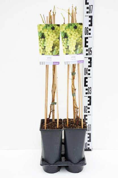 Vitis &