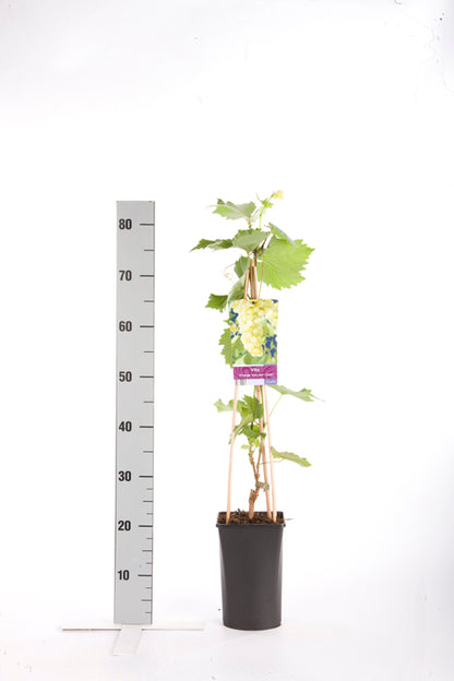 Vitis &
