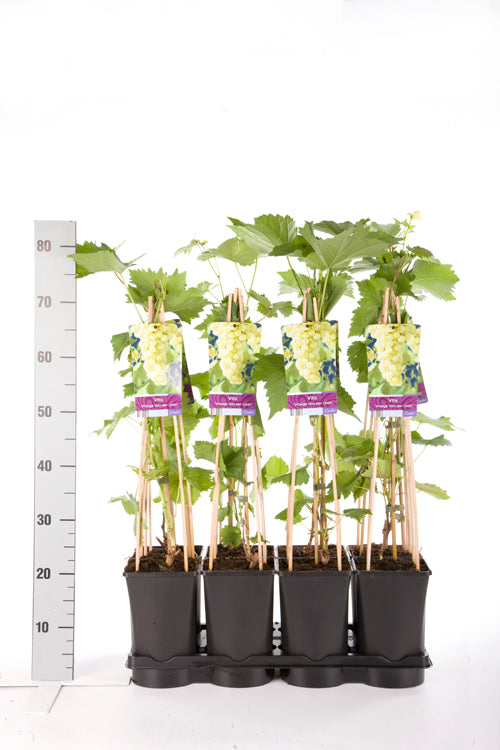 Vitis &