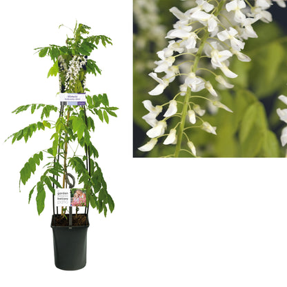 Wisteria floribunda &