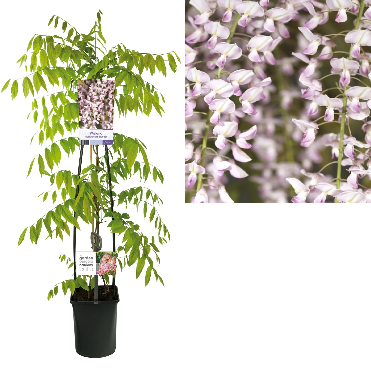 Blåregn flor. &