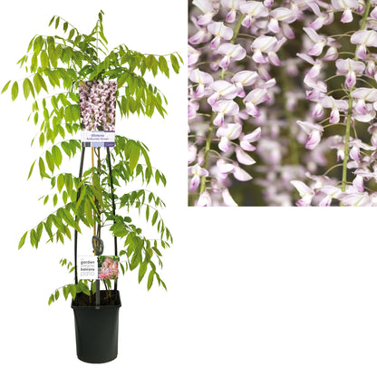 Wisteria flor. &