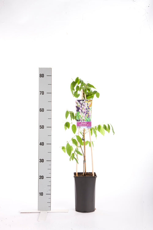 Wisteria floribunda &