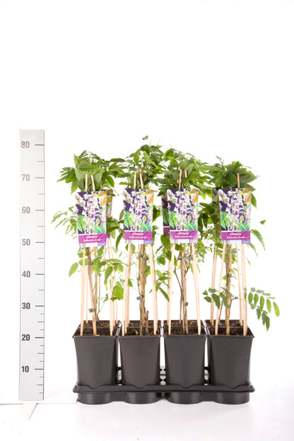 Wisteria floribunda &