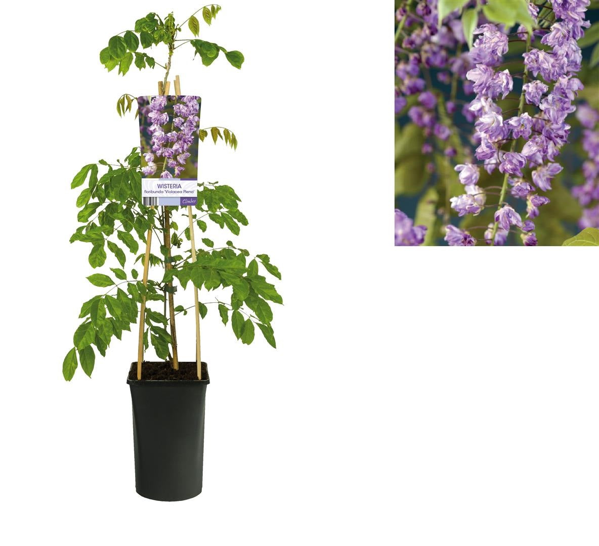 Wisteria flor. &