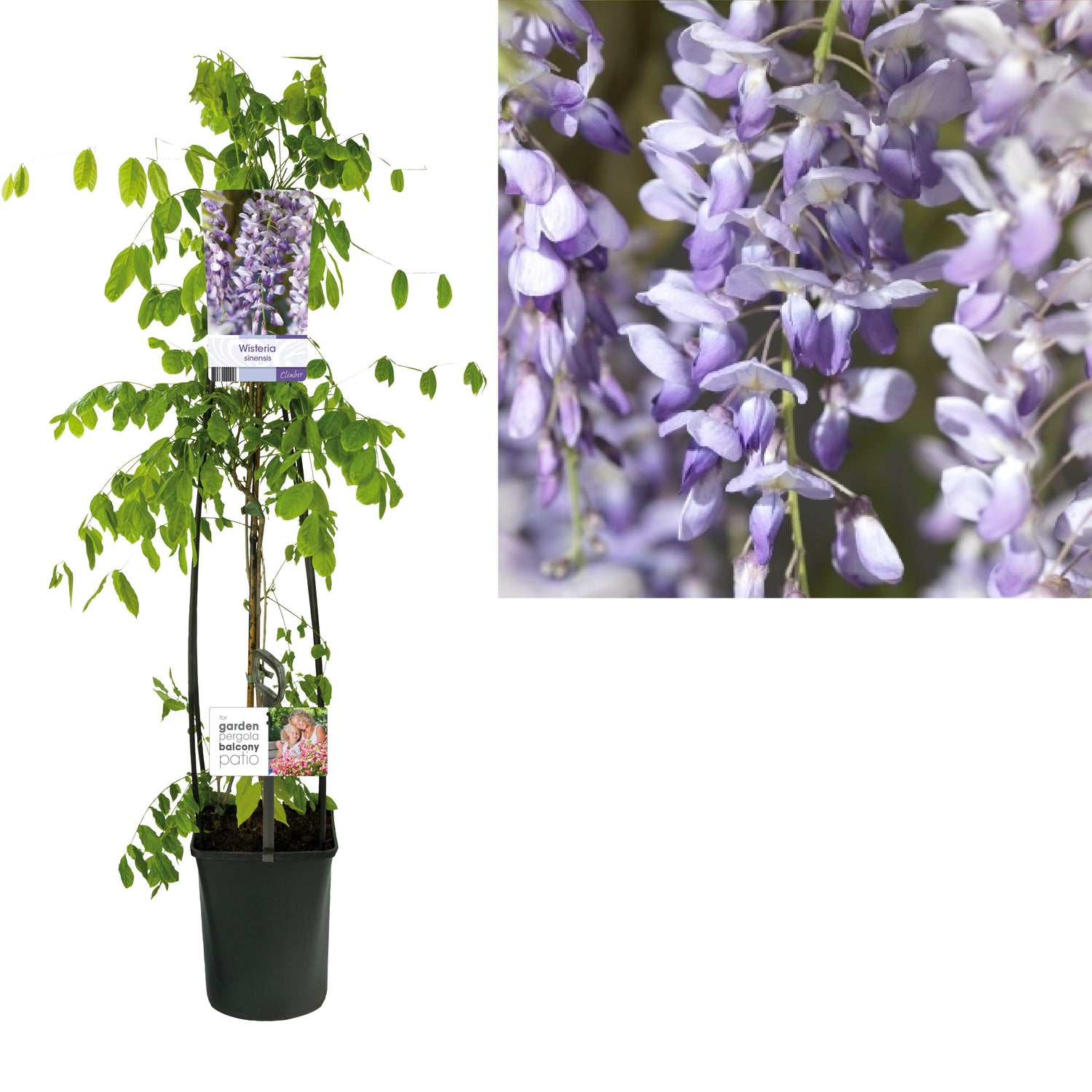 Blåregn sinensis - C5 120 CM 4 ST (SK)