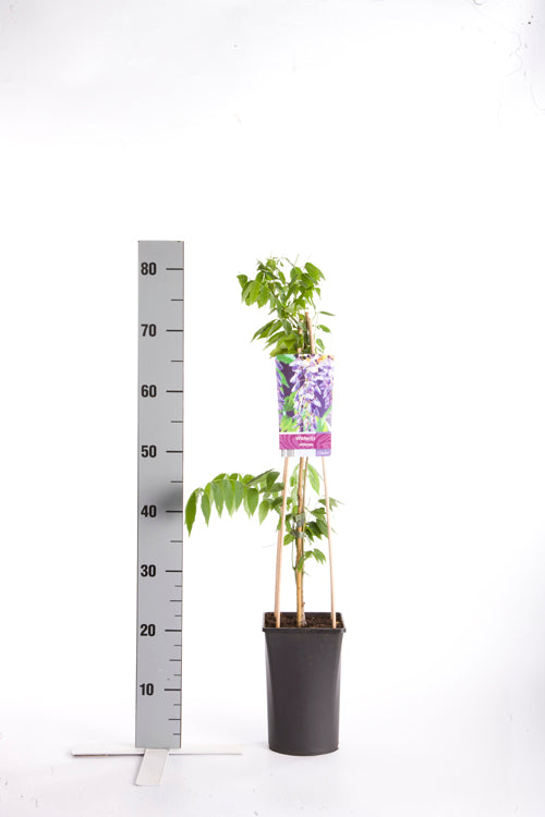 Wisteria sinensis C2,5 (2,5 liters kruka) 70 cm