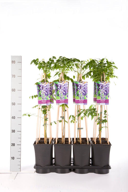 Wisteria sinensis C2,5 (2,5 liters kruka) 70 cm