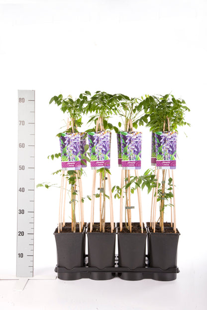 Wisteria sinensis C2,5 (2,5 liters kruka) 70 cm