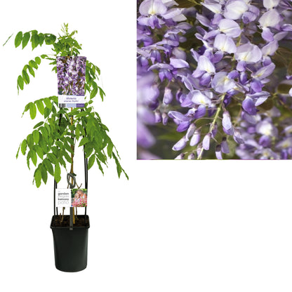 Wisteria sinensis &