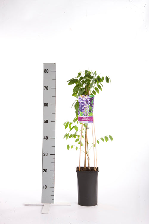 Wisteria sinensis &