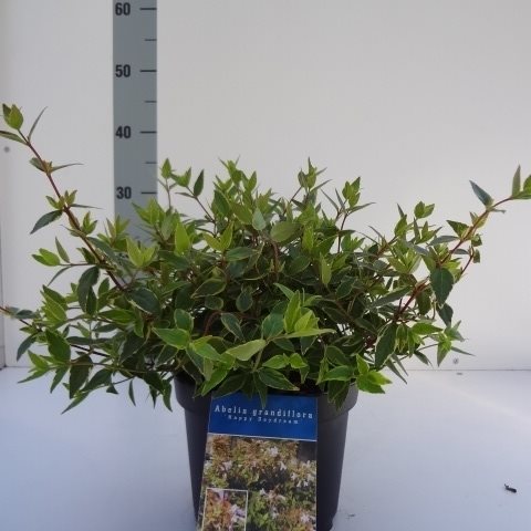 Abelia grand. &