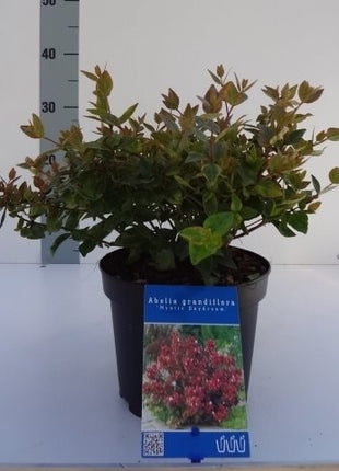 Abelia grand. 'Mystic Daydream'