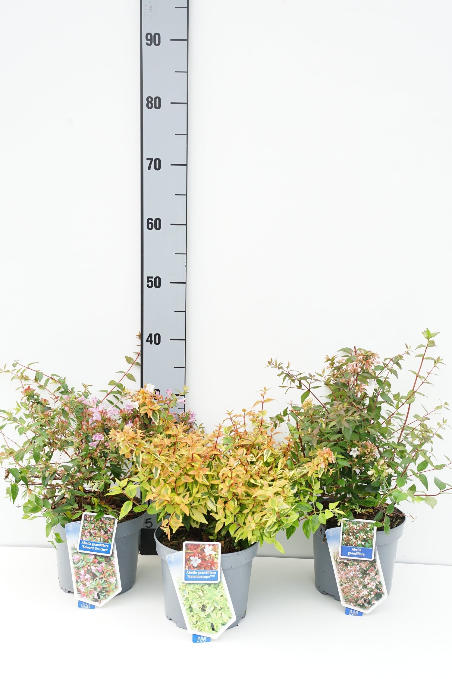 Abelia in cultivars - C2/P17 25-30 CM