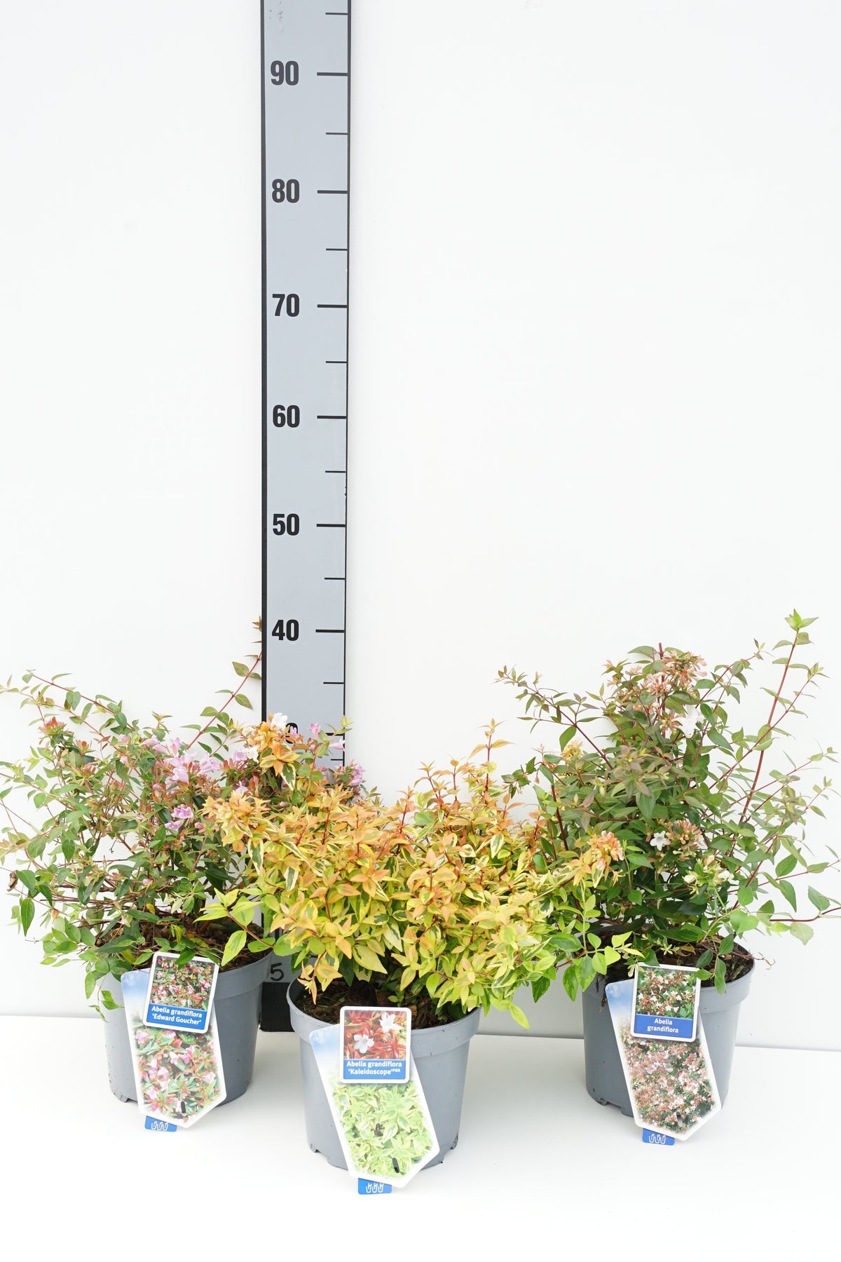 Abelia i sorter C2 (2 liters kruka) / 17 cm kruka 25-30 cm