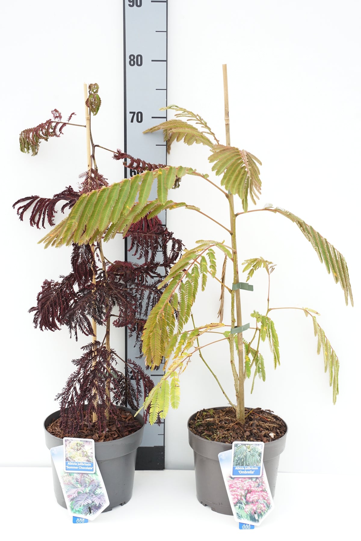 Albizia julibrissin i sorter C3 (3 liters kruka) / 19 cm kruka 30-35 cm