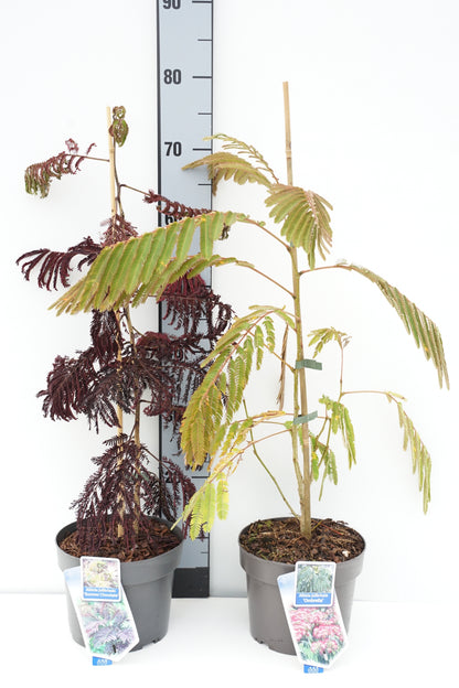 Albizia julibrissin i sorter C3 (3 liters kruka) / 19 cm kruka 30-35 cm
