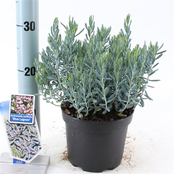 Andromeda i sorter C2 (2 liters kruka) 20-25 cm