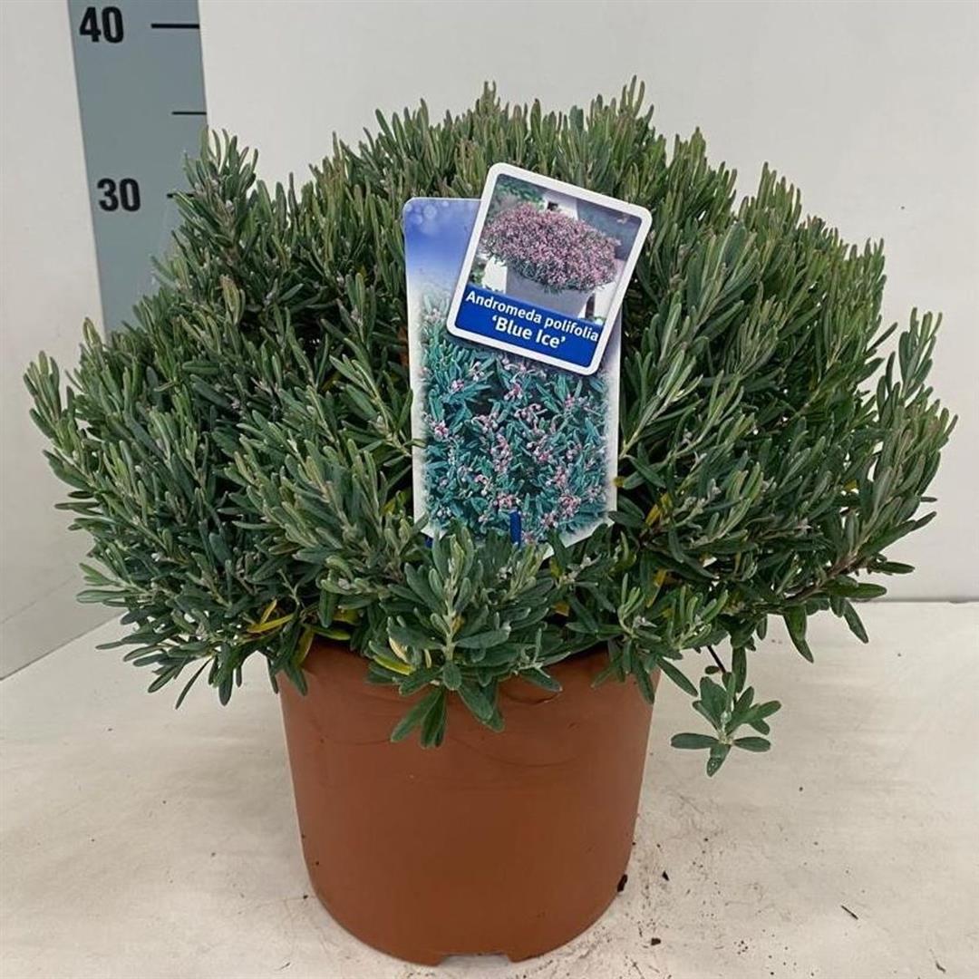 Rosling polifolia &