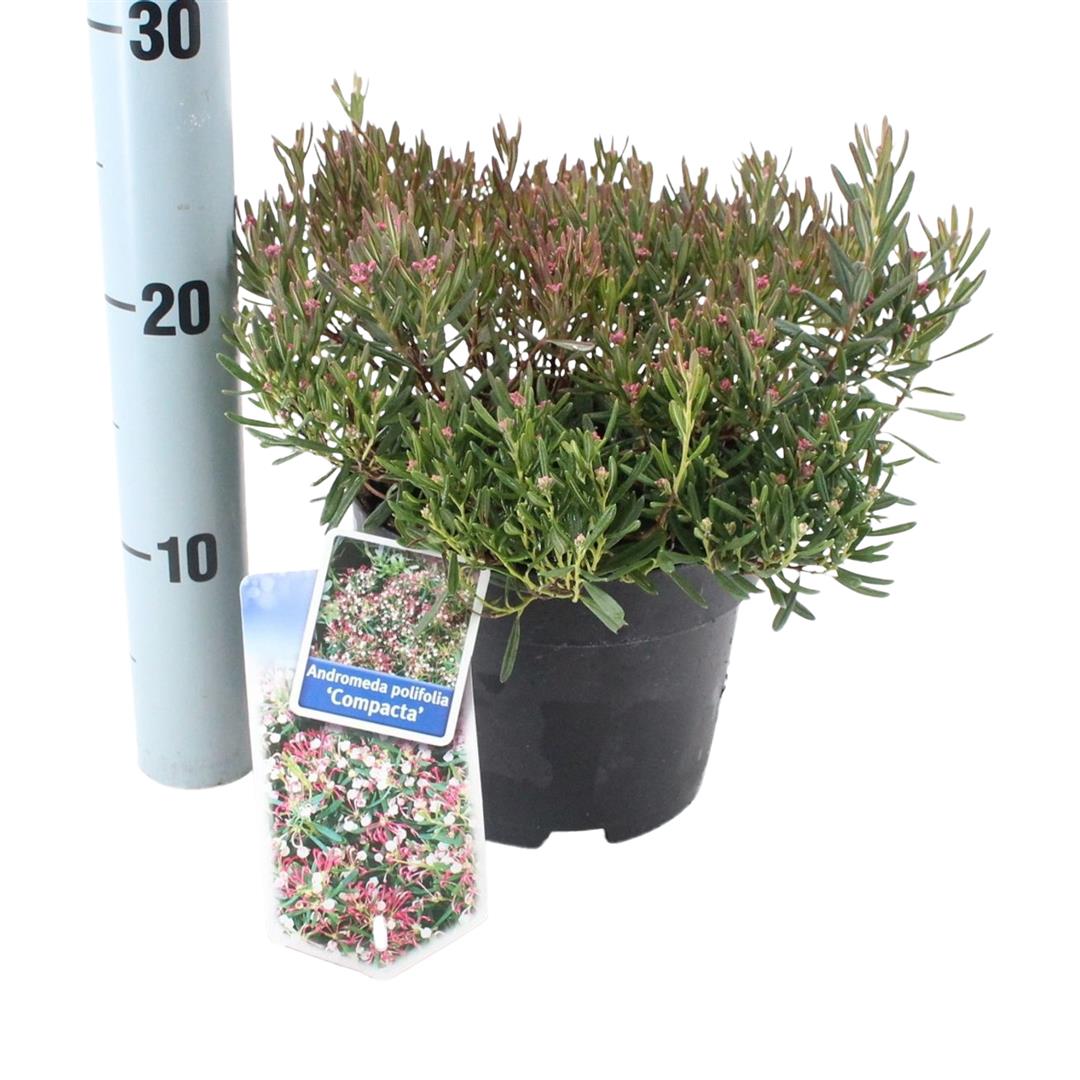 Rosling polifolia &