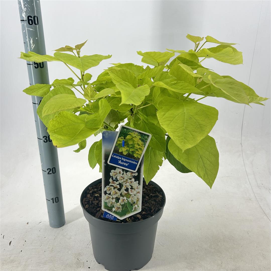 Trumpetträd bungei - C5/P23 40-50 CM