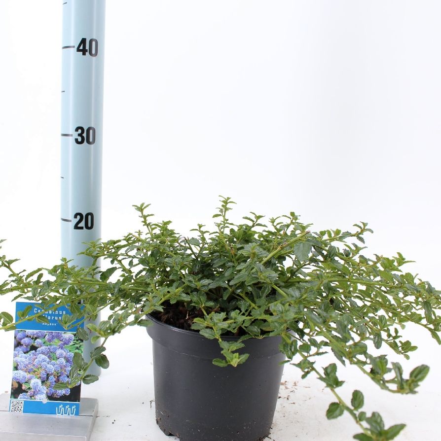 Säckbuske thyrs. repens - C2/P17 25-30 CM