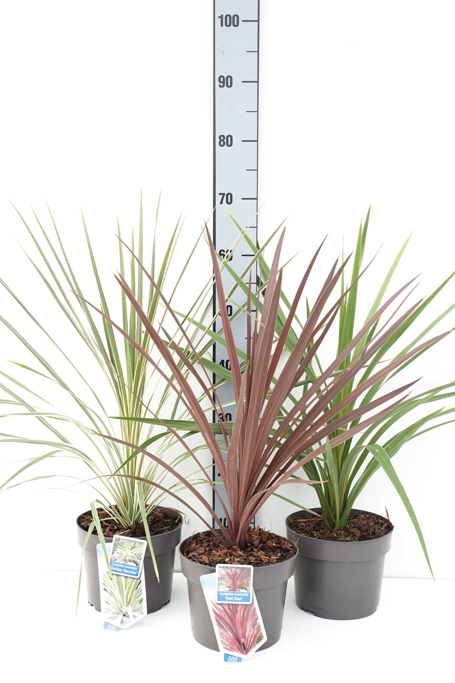 Klubblilja in cultivars - C3/P19 30-35 CM