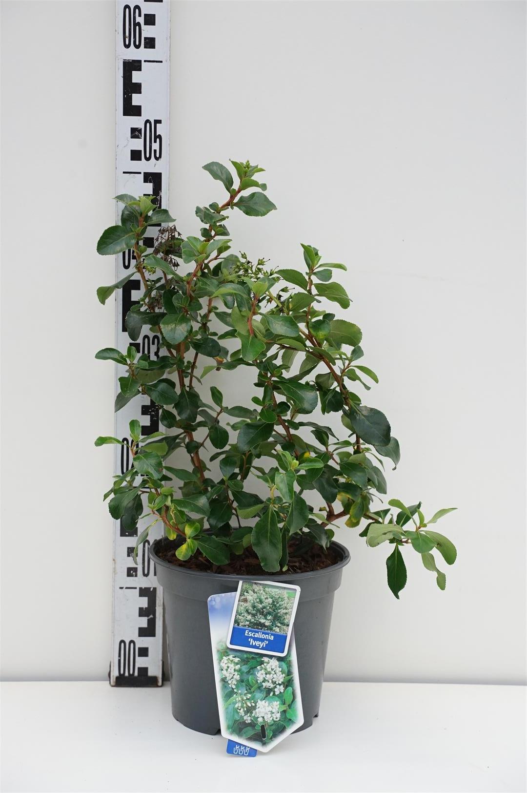 Escallonia &