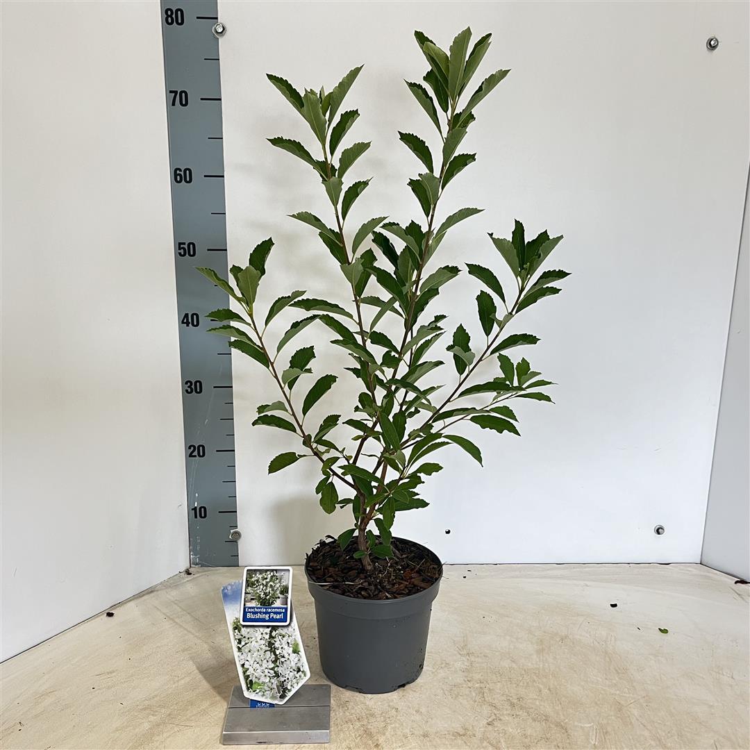 Exochorda &