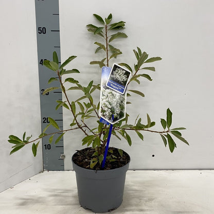 Exochorda rac. &