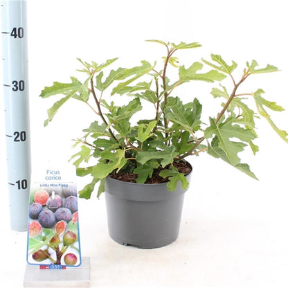 Ficus carica &