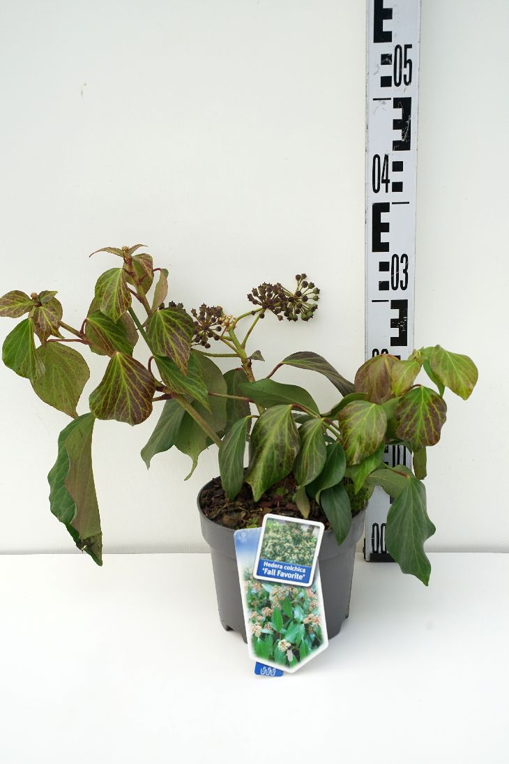 Hedera colc. &
