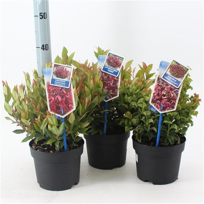 Leucothoe i sorter C2 (2 liters kruka) / 17 cm kruka 25-30 cm