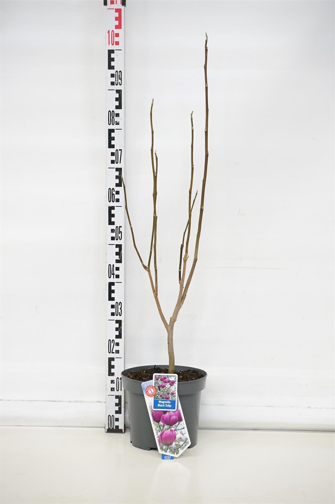 Magnolia &